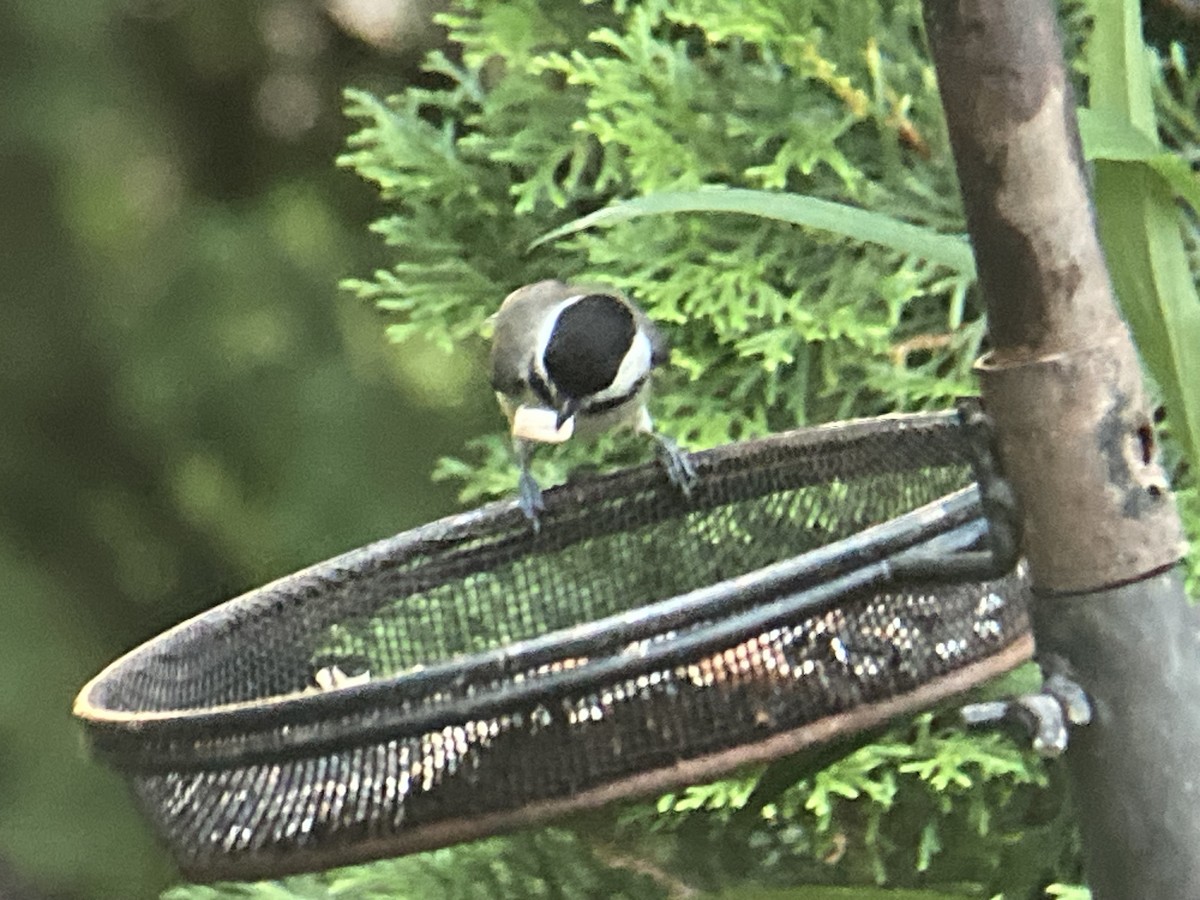Carolina Chickadee - ML638546415