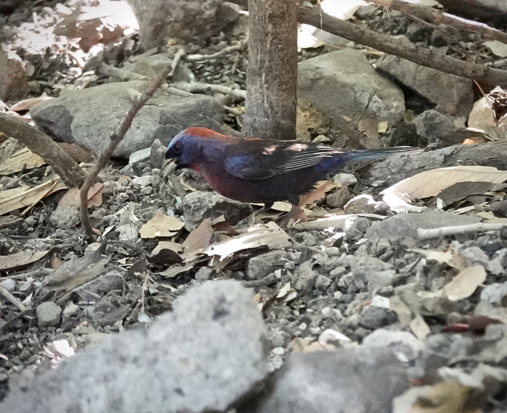 Varied Bunting - ML638546503