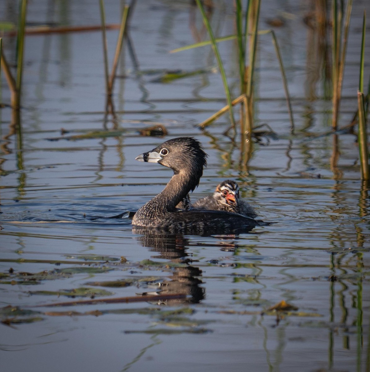 Pied-billed Grebe - ML638546508