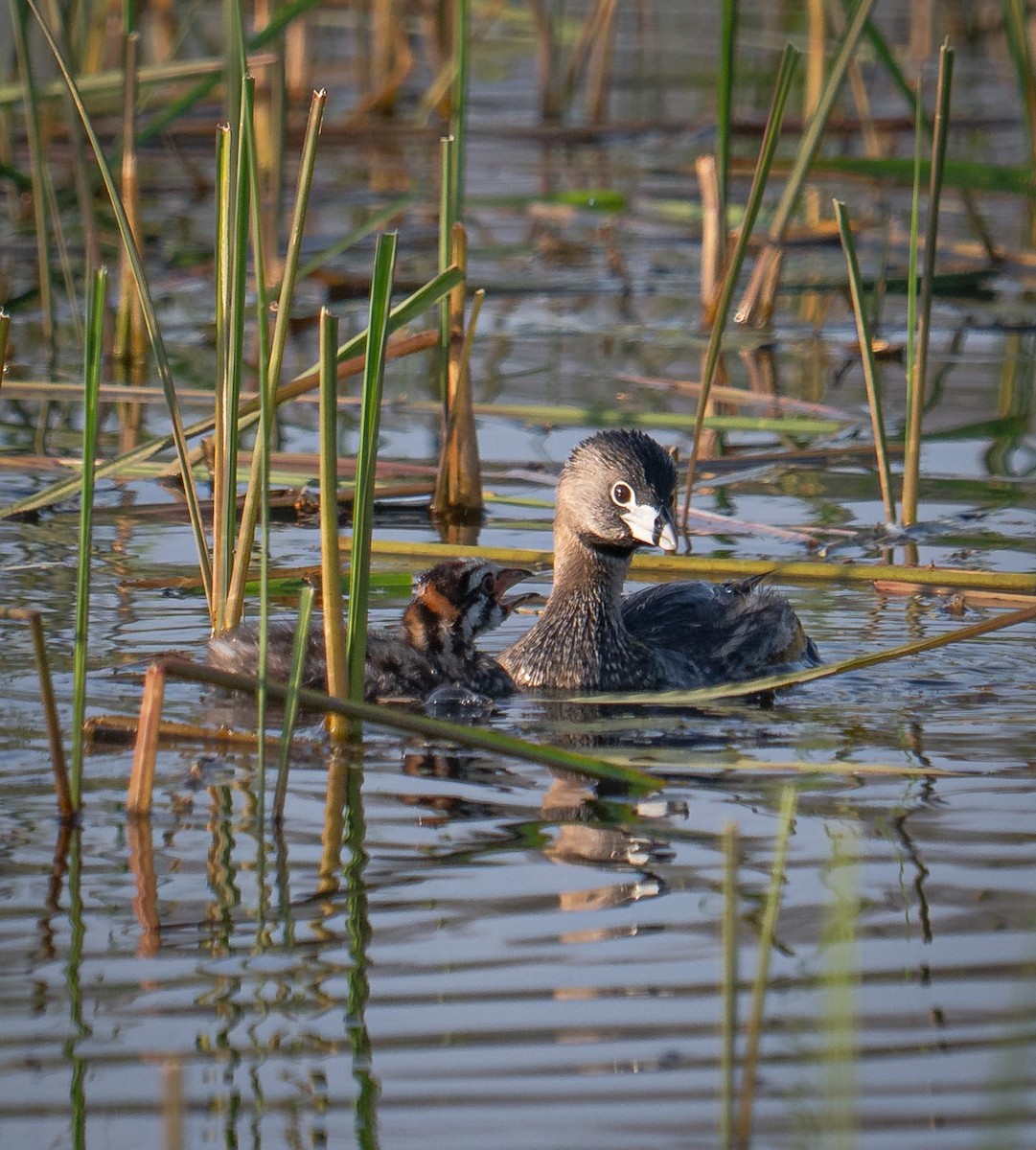 Pied-billed Grebe - ML638546509