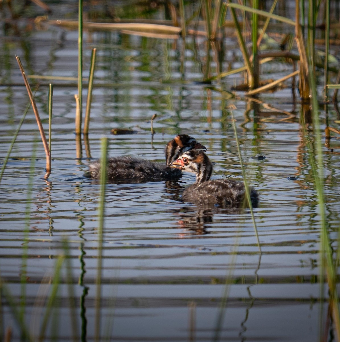 Pied-billed Grebe - ML638546510