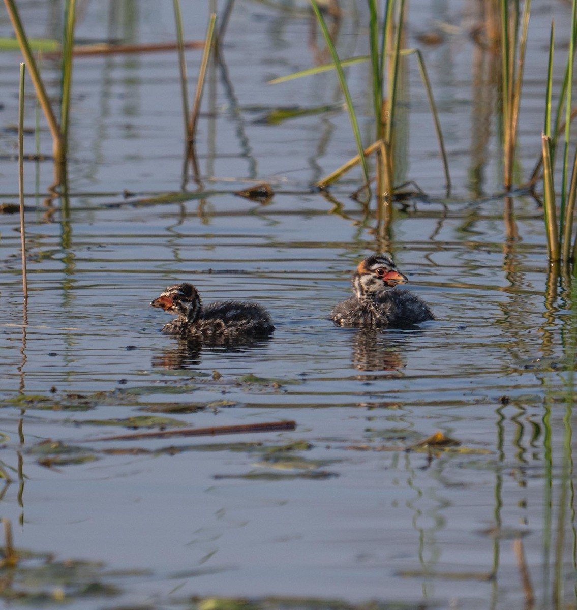 Pied-billed Grebe - ML638546511