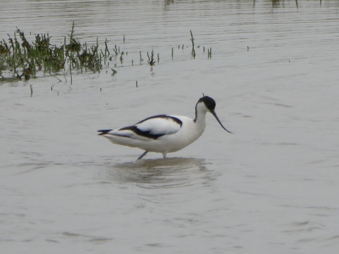 Pied Avocet - ML638546529
