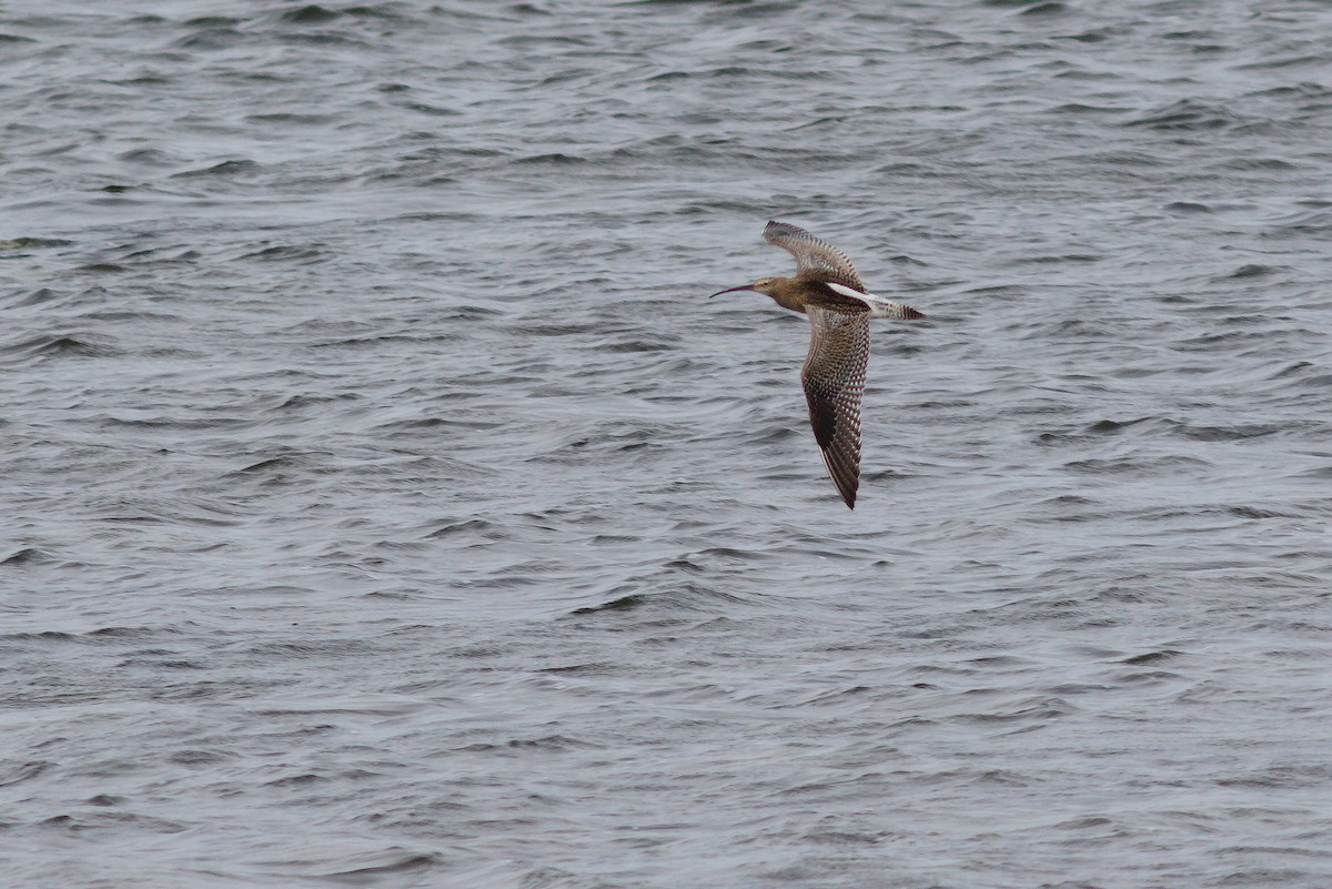 Whimbrel - ML638546557