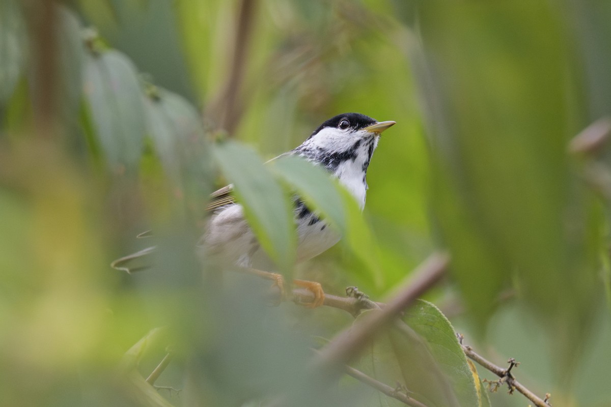 Blackpoll Warbler - ML638546562