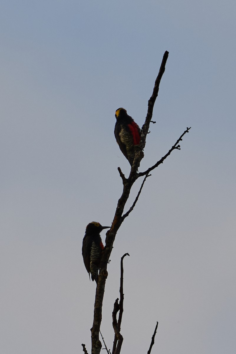 Yellow-tufted Woodpecker - ML638546605