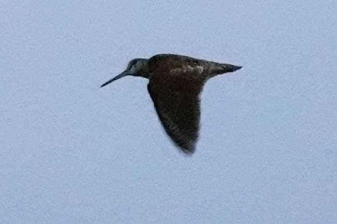 Eurasian Woodcock - ML638546622