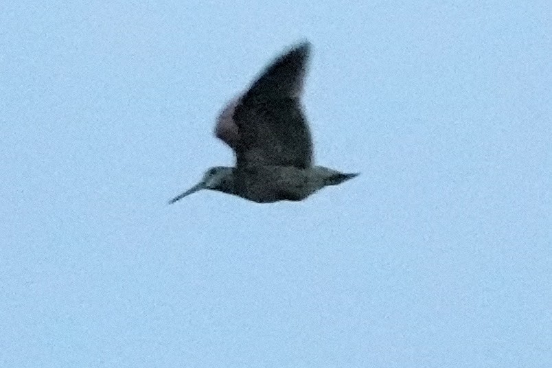 Eurasian Woodcock - ML638546623