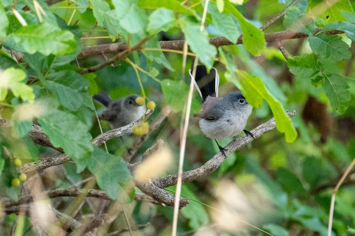 Blue-gray Gnatcatcher - ML638546678