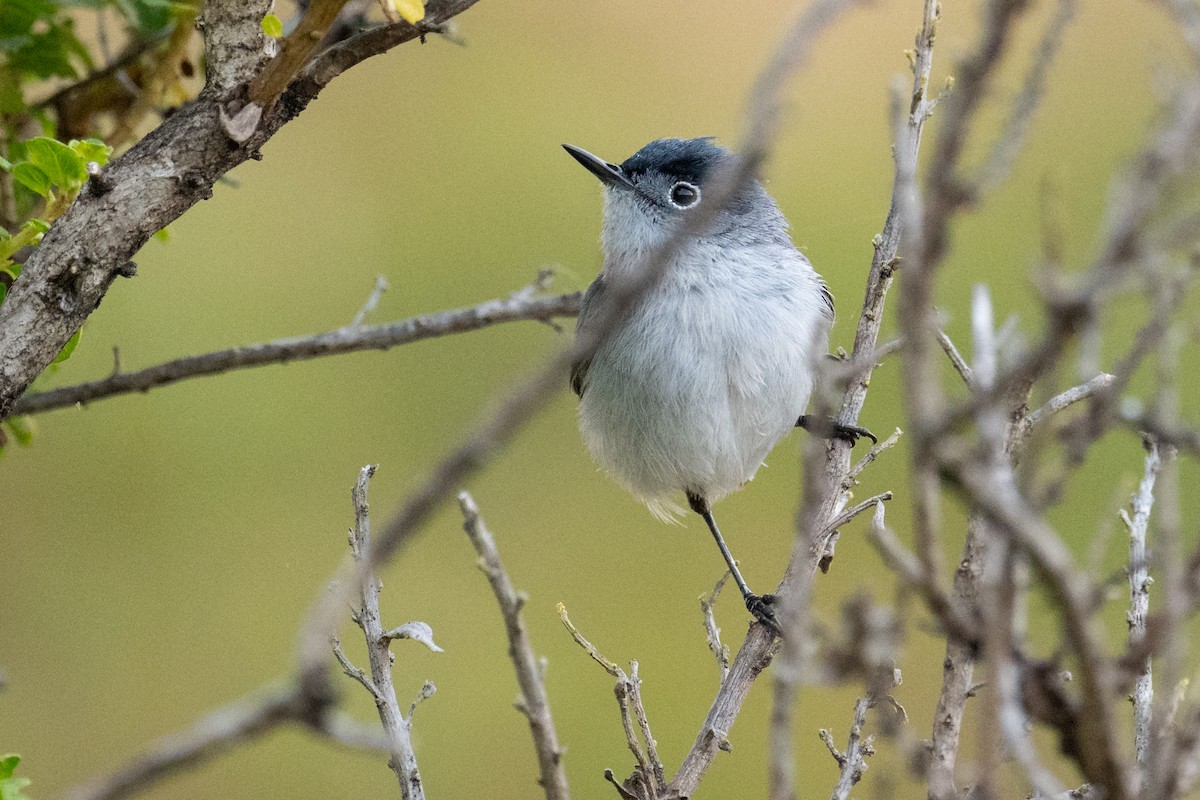 Blue-gray Gnatcatcher - ML638546679