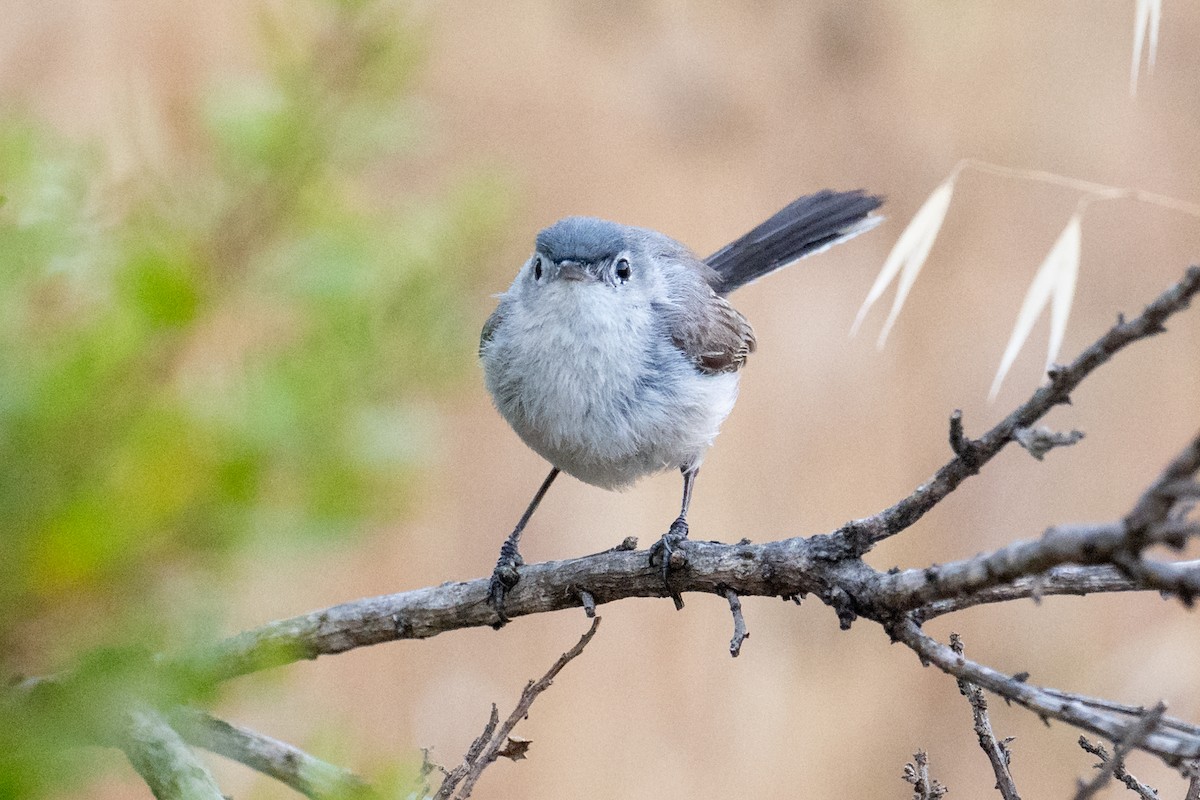 Blue-gray Gnatcatcher - ML638546680