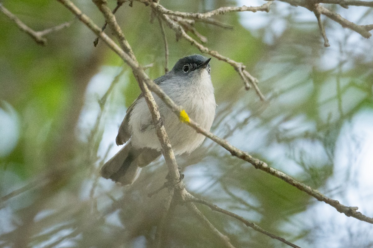 Blue-gray Gnatcatcher - ML638546681
