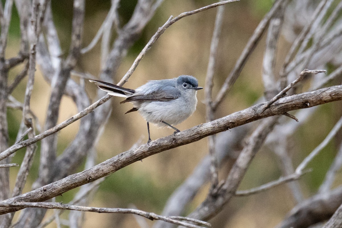 Blue-gray Gnatcatcher - ML638546682