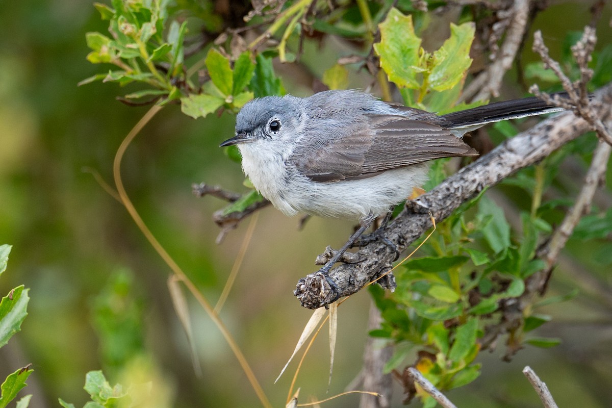 Blue-gray Gnatcatcher - ML638546683