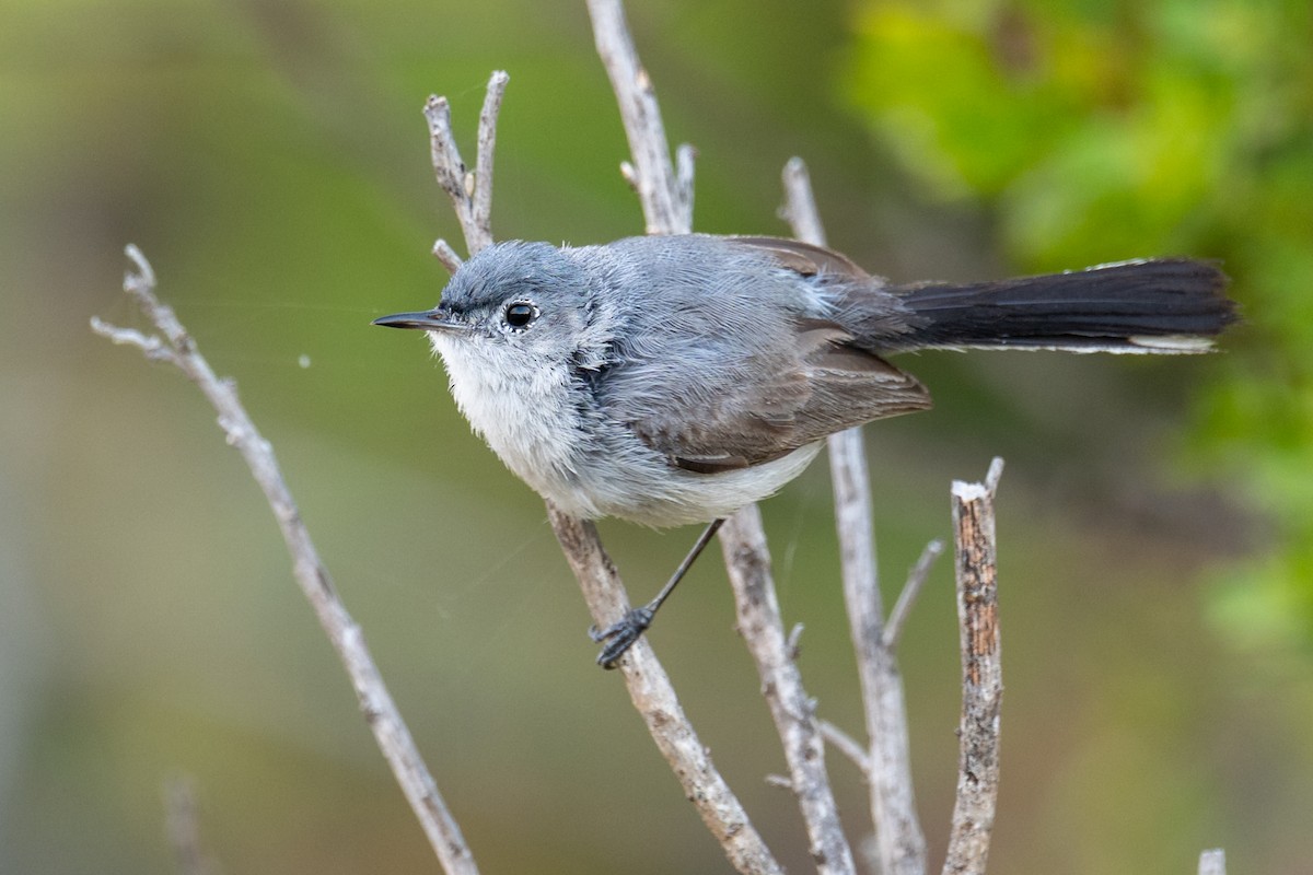 Blue-gray Gnatcatcher - ML638546684