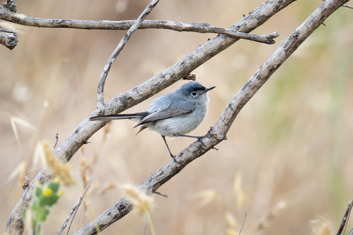 Blue-gray Gnatcatcher - ML638546685