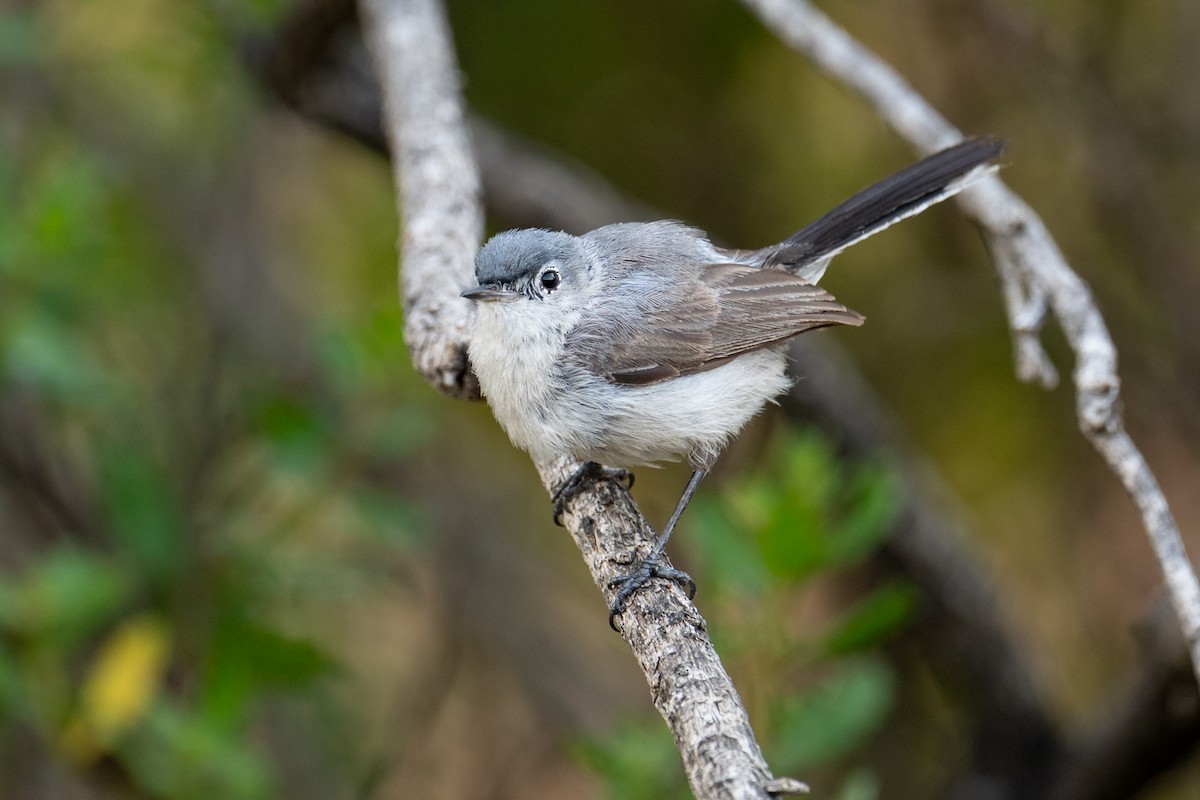 Blue-gray Gnatcatcher - ML638546687