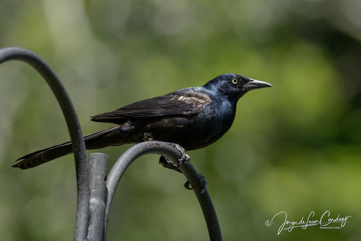 Common Grackle - ML638546697