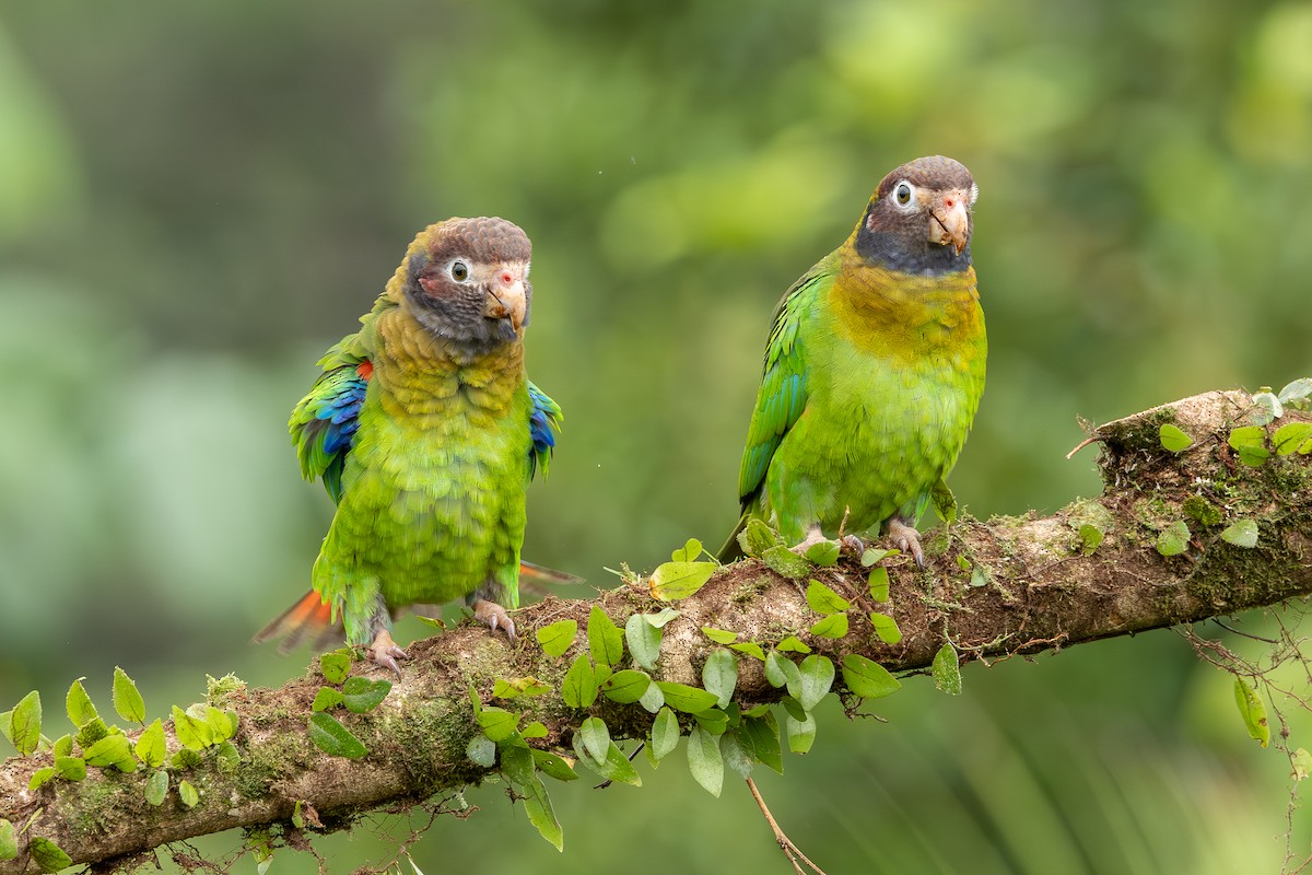 Brown-hooded Parrot - ML638546710