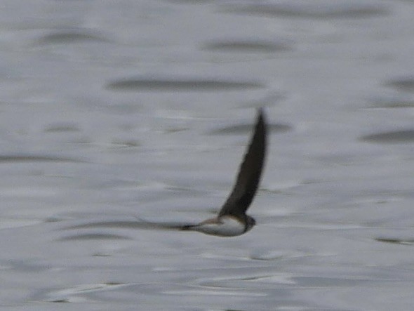Bank Swallow - ML638546719