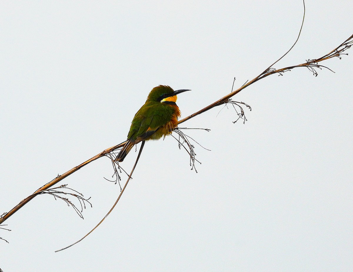 Blue-breasted Bee-eater - ML638546724