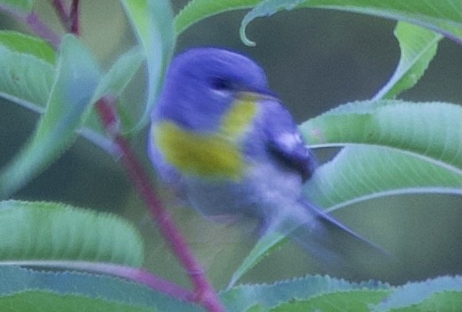 Northern Parula - ML638546760