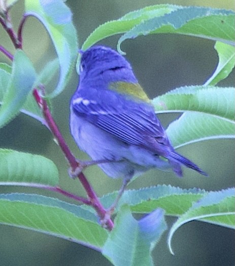 Northern Parula - ML638546762