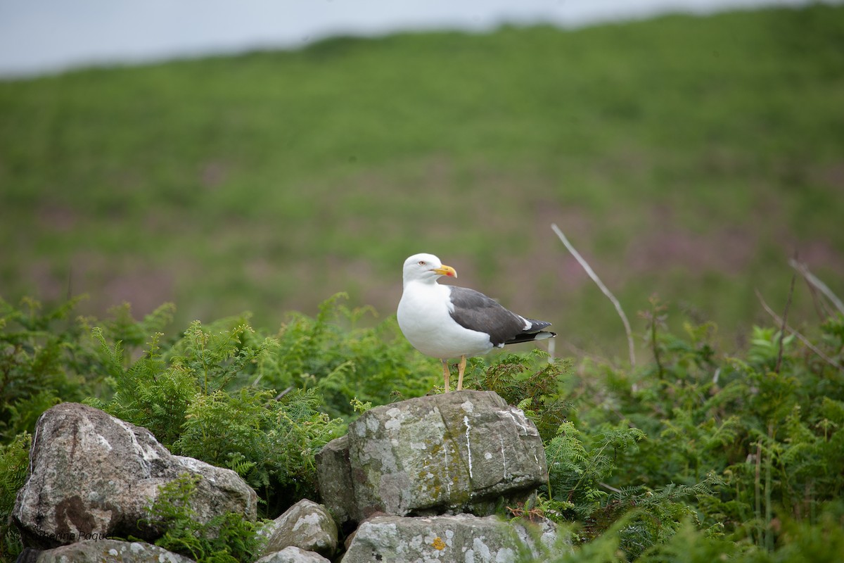 Lesser Black-backed Gull - ML638546773