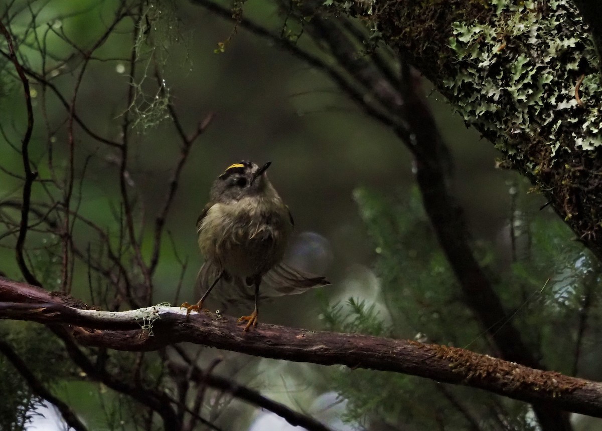 Wintergoldhähnchen (teneriffae) - ML638546810