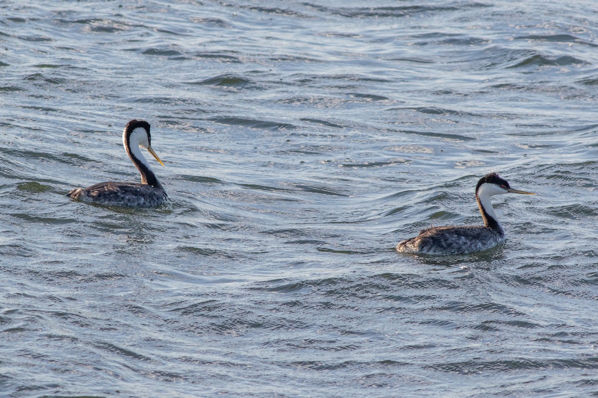 Western Grebe - ML638546835