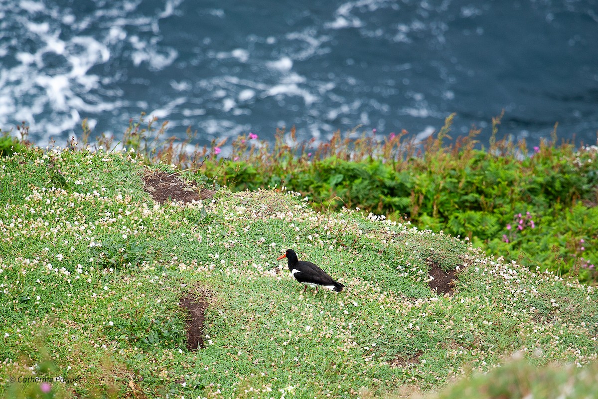 Eurasian Oystercatcher - ML638546845