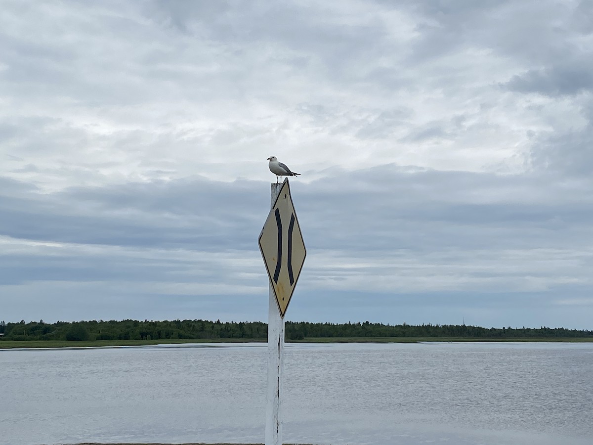 Ring-billed Gull - ML638546896