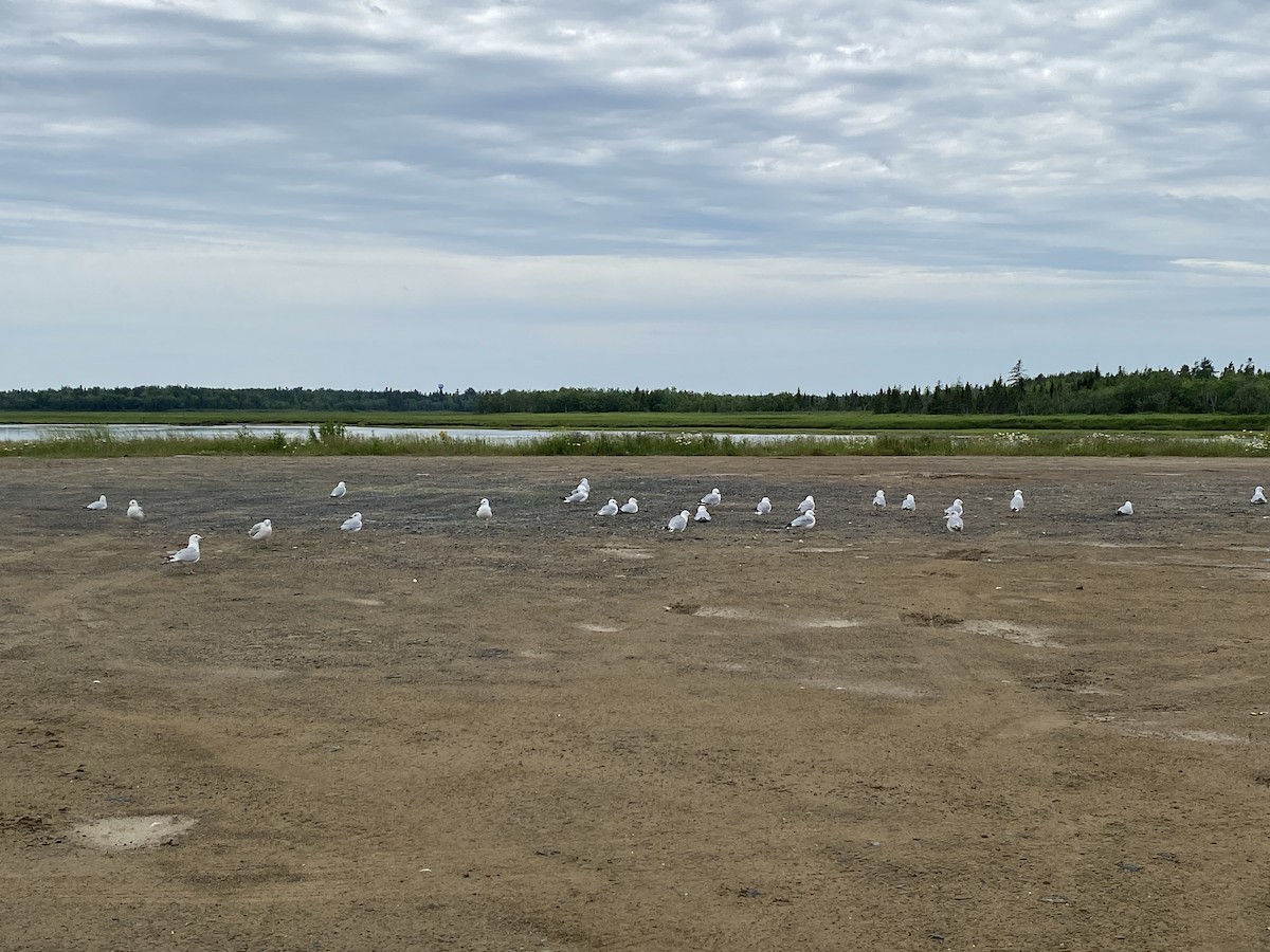 Ring-billed Gull - ML638546897