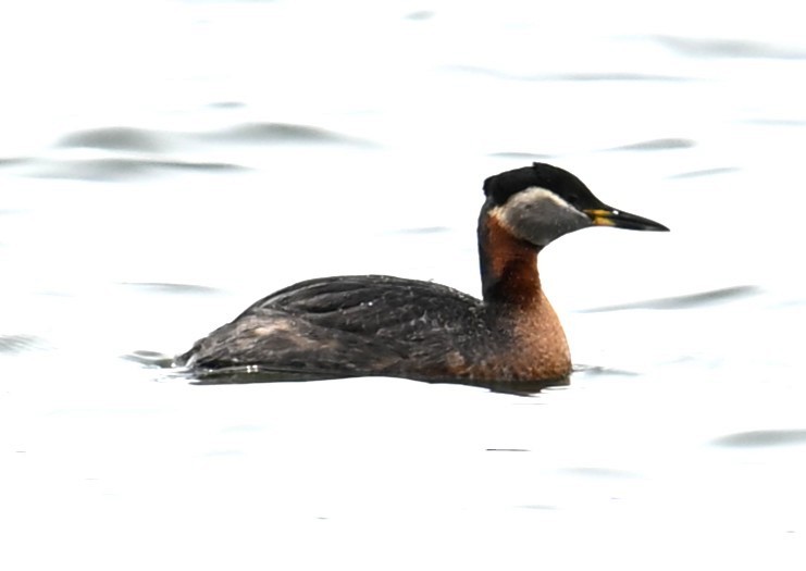 Red-necked Grebe - ML638546901
