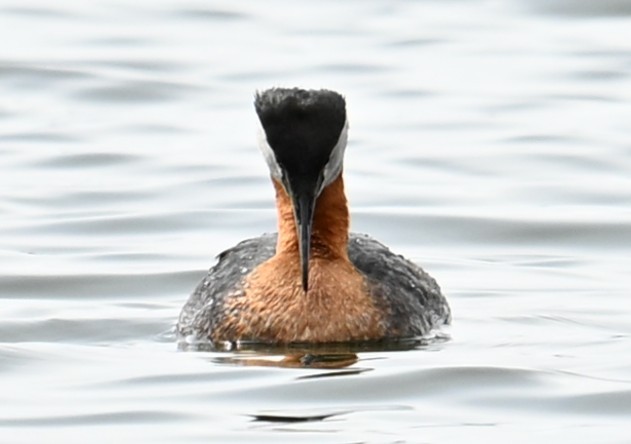 Red-necked Grebe - ML638546902