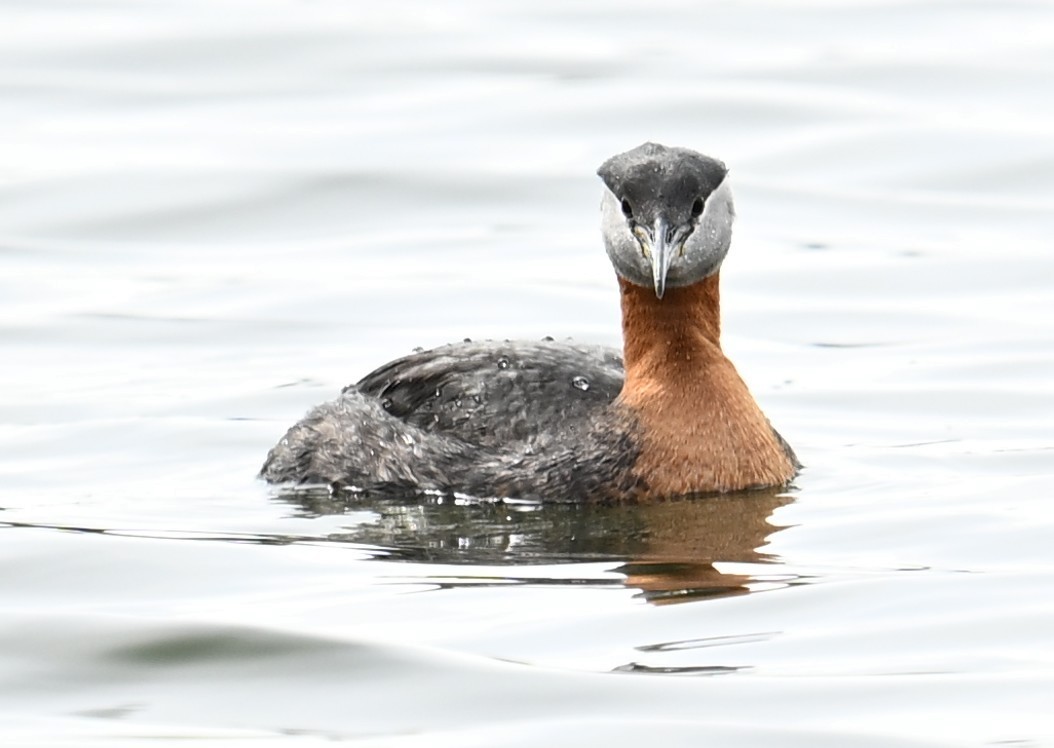Red-necked Grebe - ML638546903