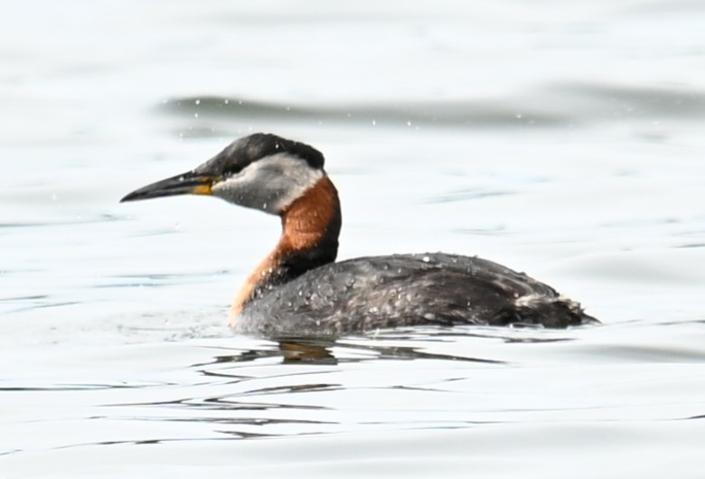 Red-necked Grebe - ML638546904