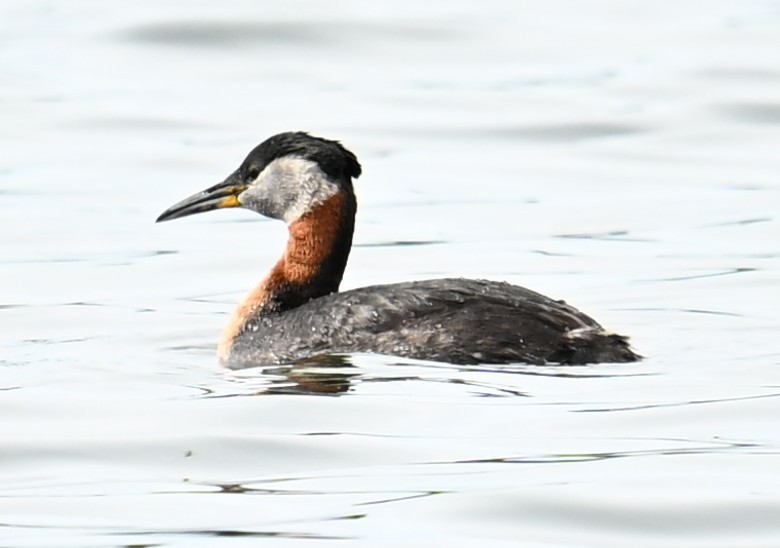 Red-necked Grebe - ML638546906