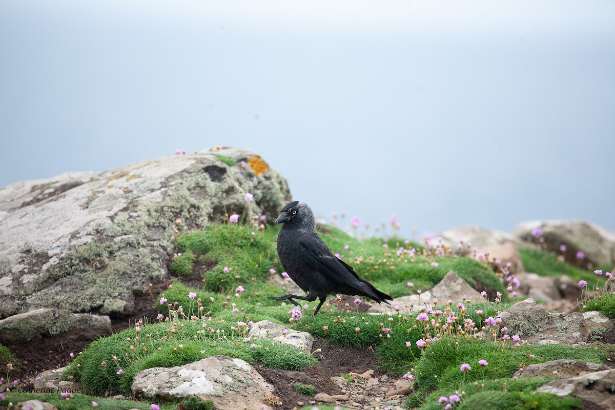 Eurasian Jackdaw - ML638546917