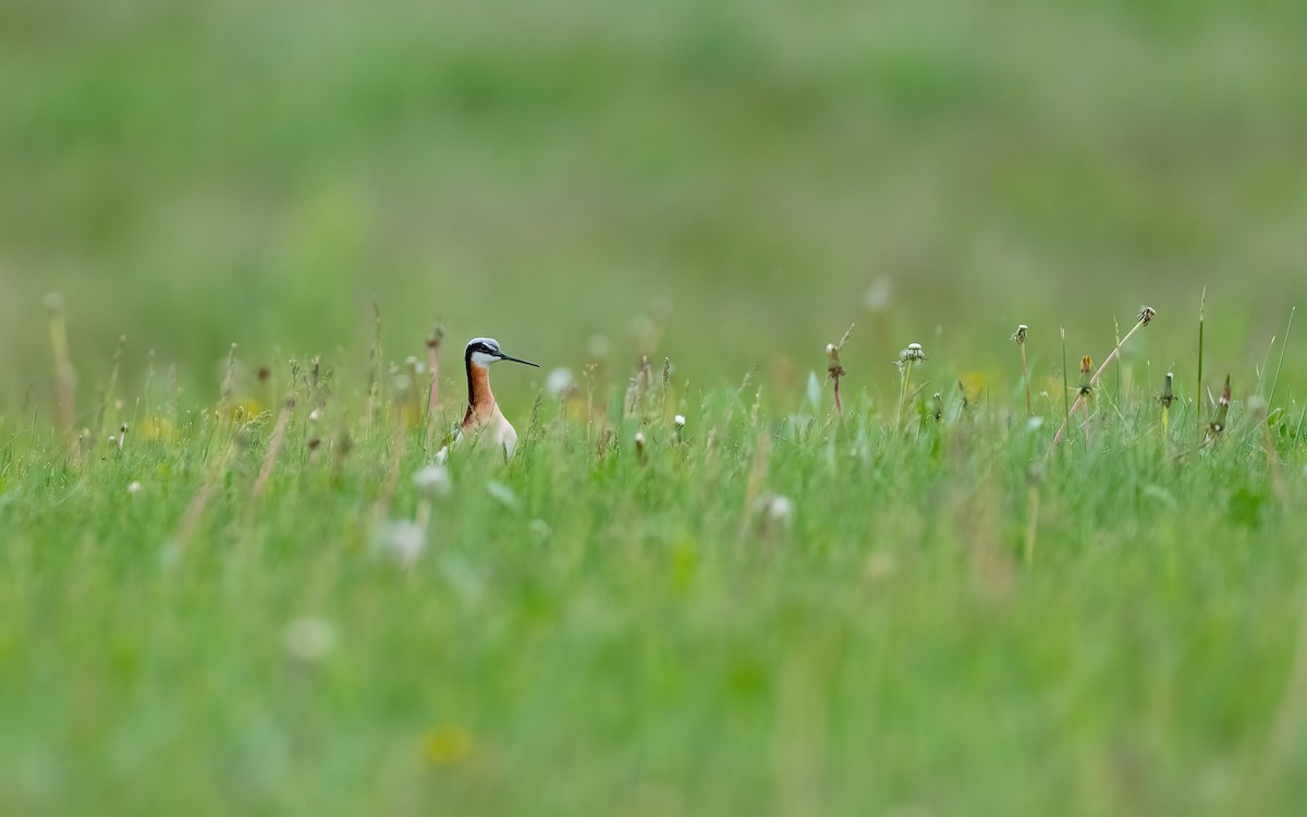 Wilson's Phalarope - ML638546925