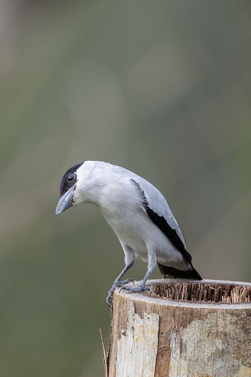 Black-crowned Tityra - ML638546929