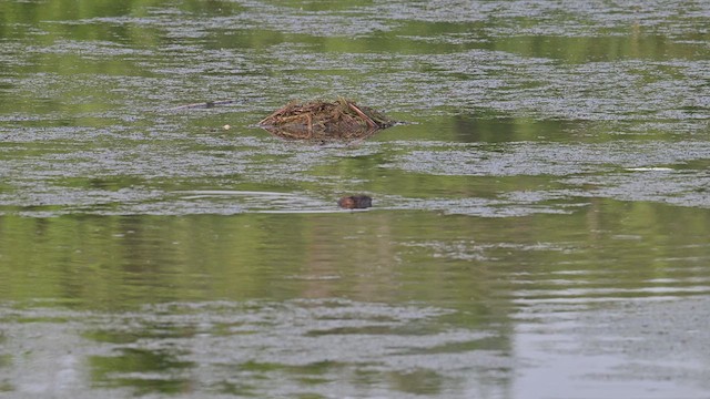 Muskrat - ML638546935