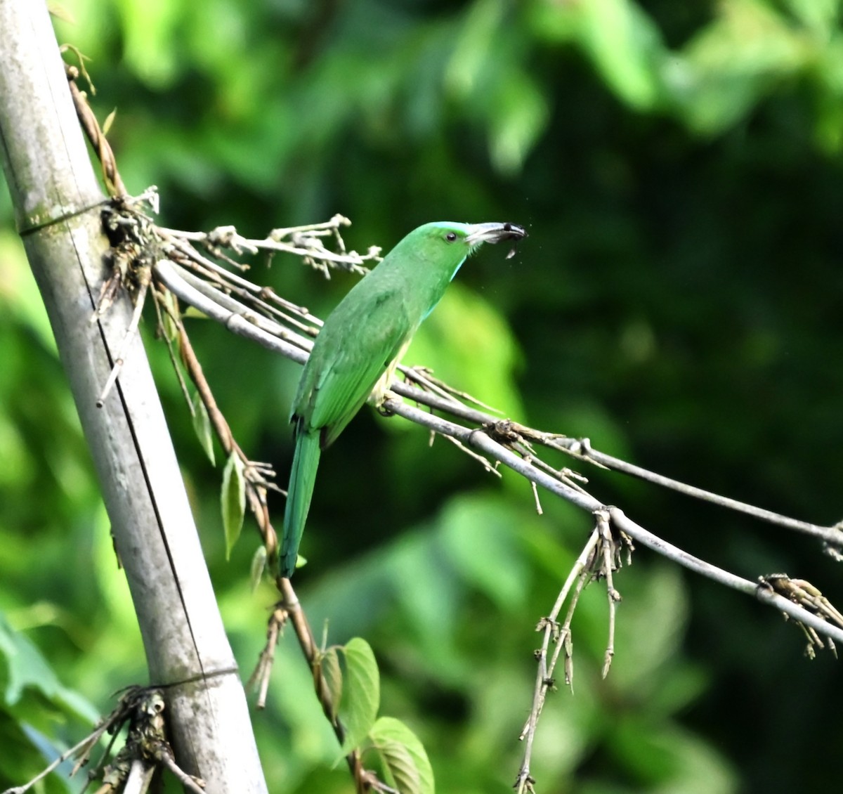 Blue-bearded Bee-eater - ML638546944