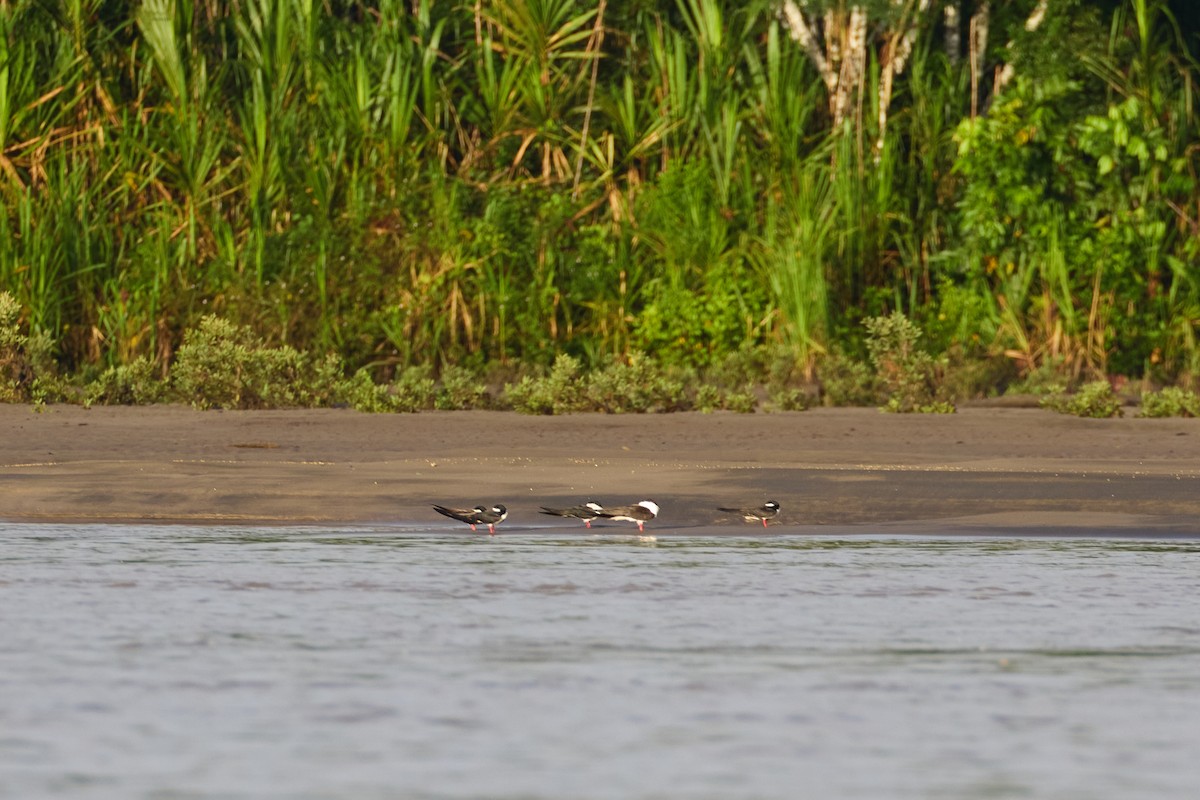 Black Skimmer - ML638546949