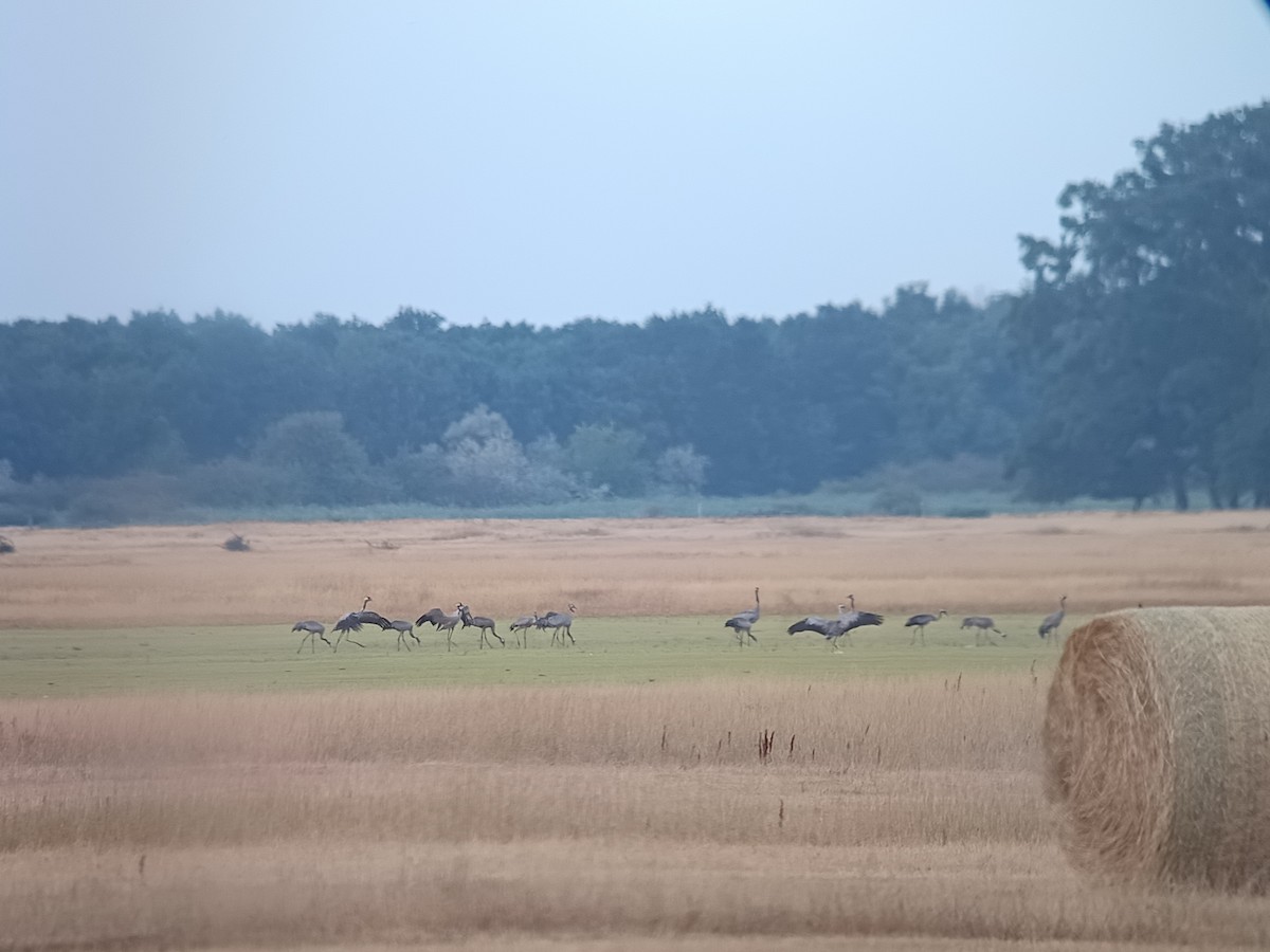 Common Crane - ML638546951