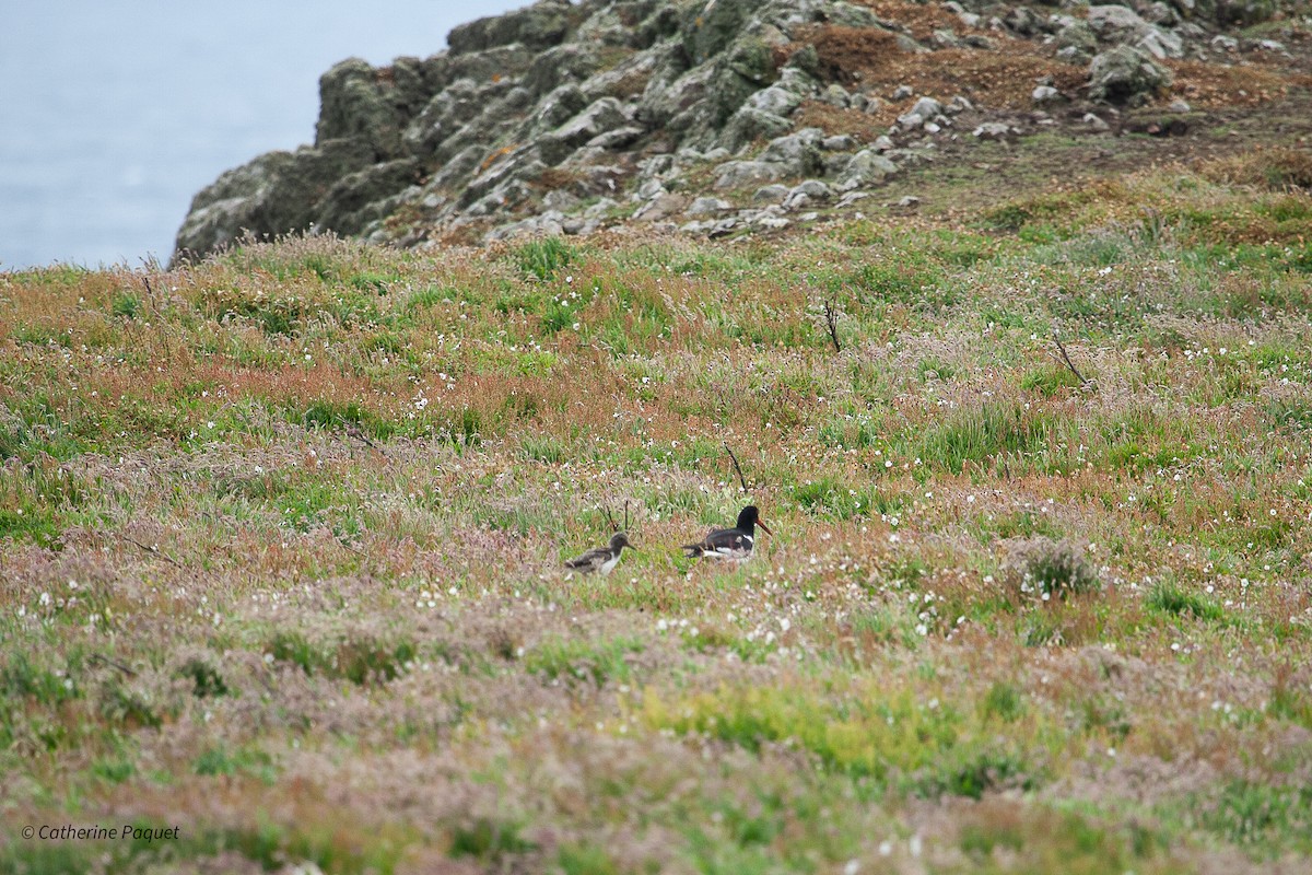 Eurasian Oystercatcher - ML638546956