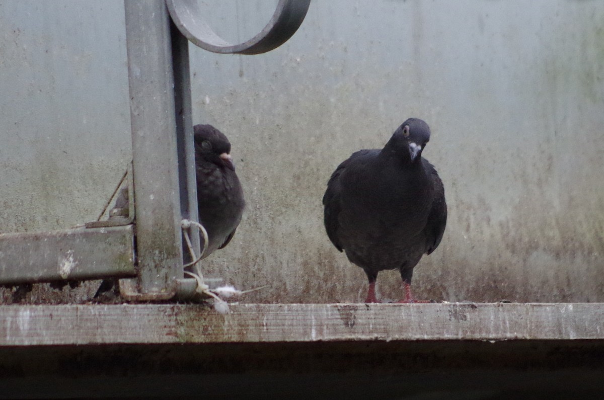 Pigeon biset (forme domestique) - ML638547011