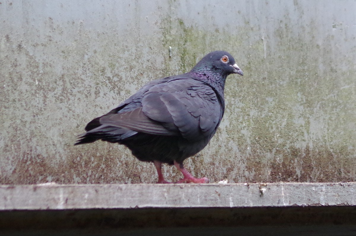 Pigeon biset (forme domestique) - ML638547012
