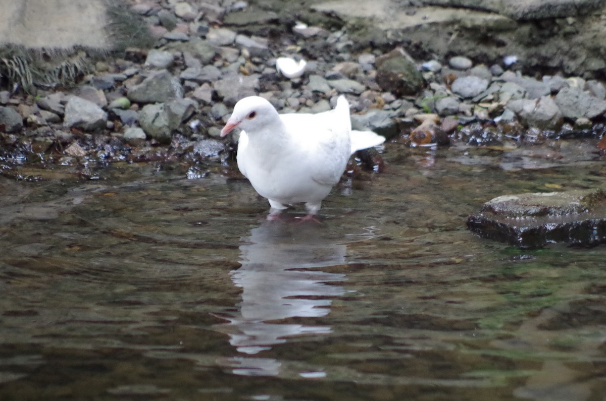 Pigeon biset (forme domestique) - ML638547013