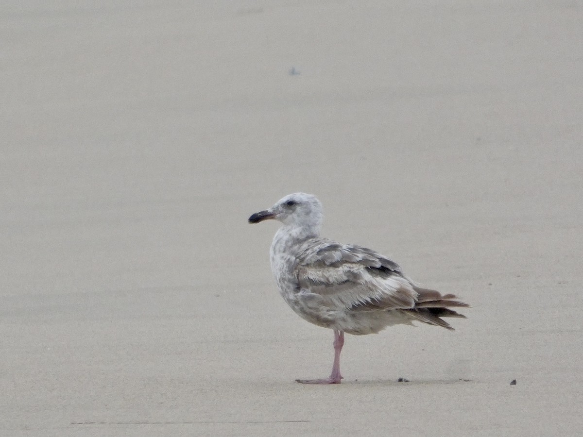 Western Gull - ML638547045